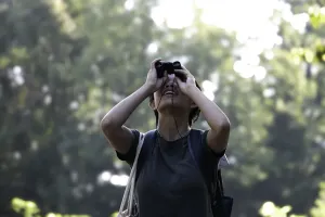 Sydney Wong viewing birds through binoculars
