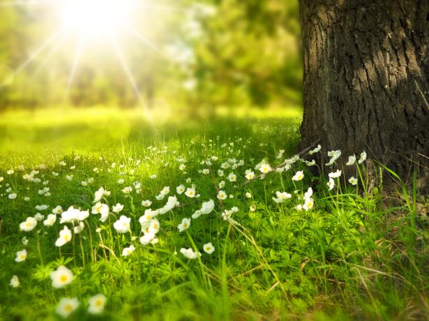 A picture of flowers by the trunk of a tree with a field and the sun in the background