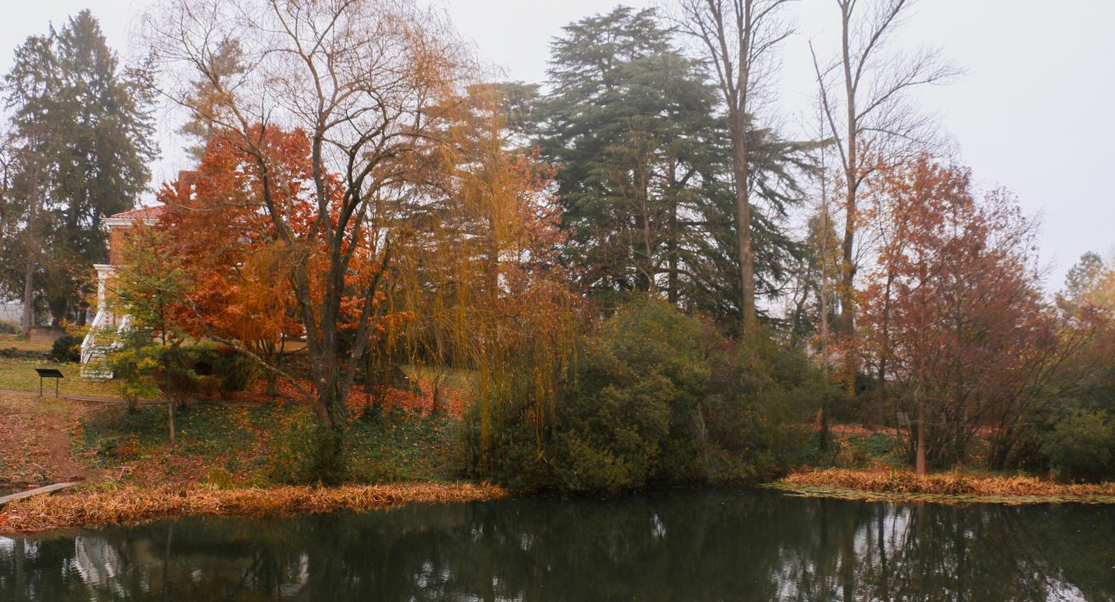 An image of trees behind the dell pond. the trees are various shades of green and orange. 