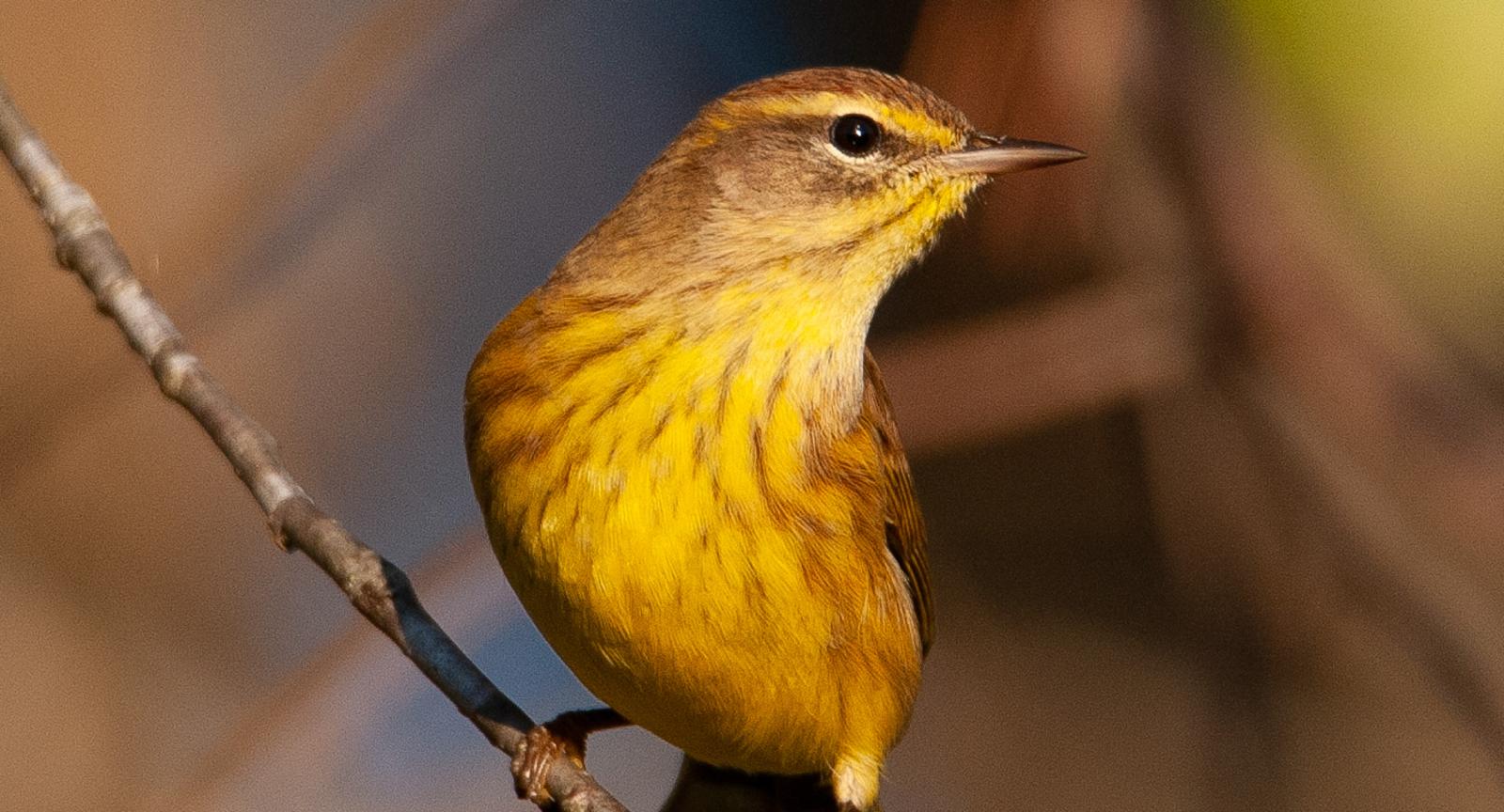 A palm warbler sitting on a branch. Photo credit: Ellen Daniels