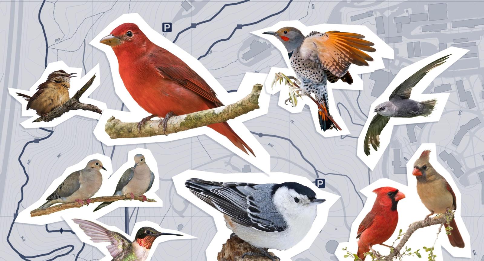 A collage of images of birds over a topographical map
