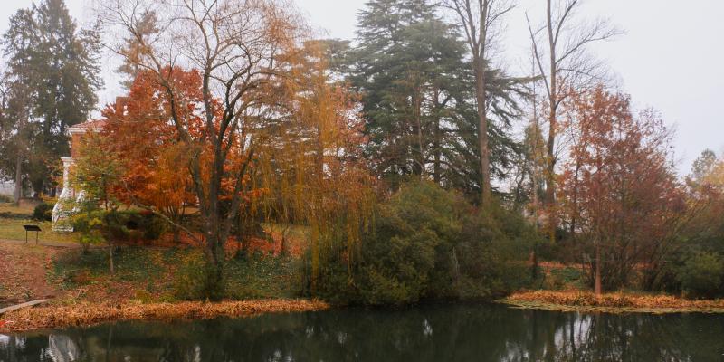 An image of trees behind the dell pond. the trees are various shades of green and orange. 