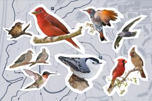 A collage of images of birds over a topographical map
