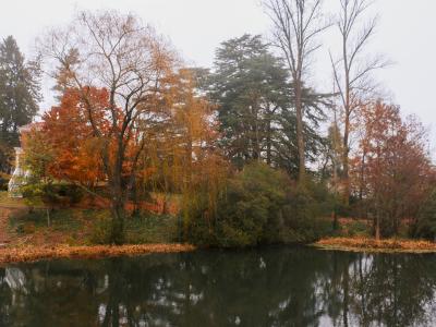 An image of trees behind the dell pond. the trees are various shades of green and orange. 